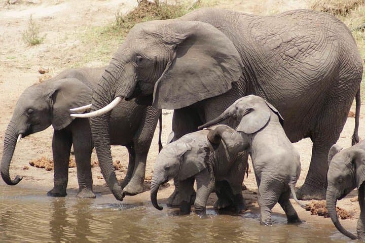 Classic Luxury 11-Day Private-Group Tanzania Safari: Northern Circuit Highlights photo 4