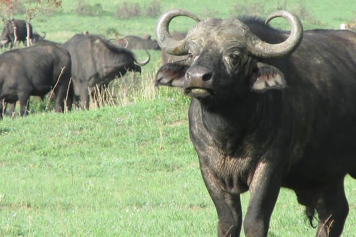 3-Day Masai Mara Safari: Big Five & Wildebeest Migration Experience photo 4