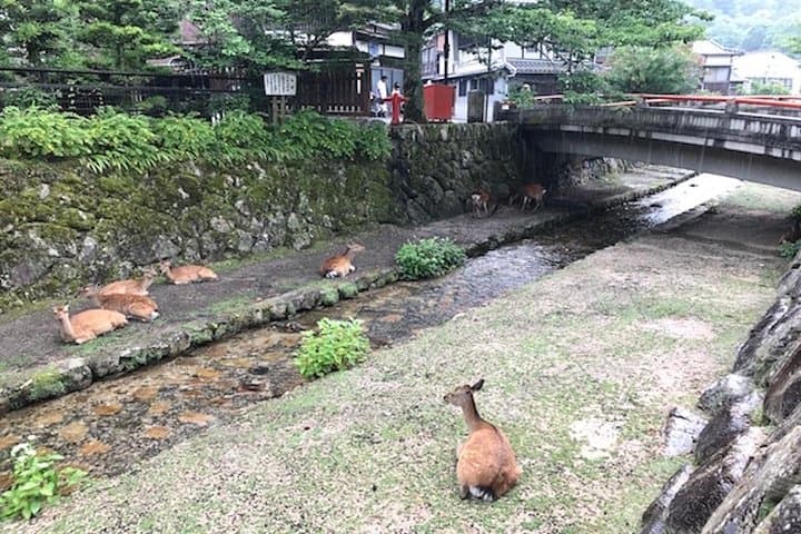 Sandankyo Valley Day Tour from Hiroshima — Explore Japan's 13km Ravine photo 4