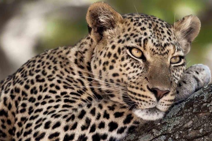 12-Day Private Tanzania Safari — Serengeti, Ngorongoro & Lake Manyara photo 2