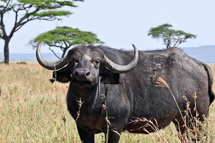 Classic Luxury 11-Day Private-Group Tanzania Safari: Northern Circuit Highlights photo 2