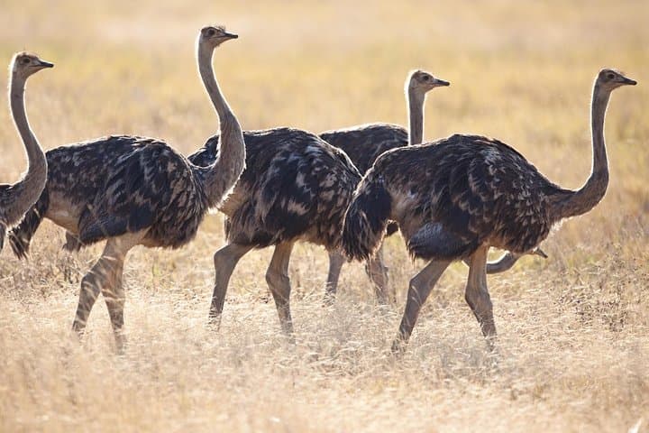 Classic Luxury 11-Day Private-Group Tanzania Safari: Northern Circuit Highlights photo 5