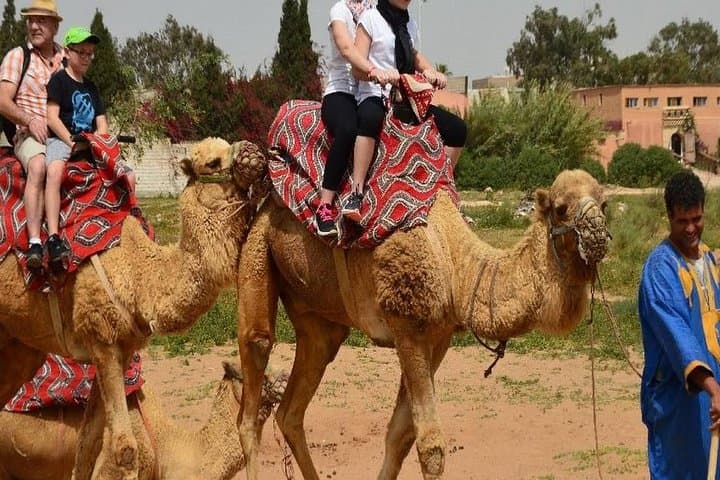 Half-Day Agadir Camel Safari: Camel Caravan to Souss-Massa and Birdwatching photo 6