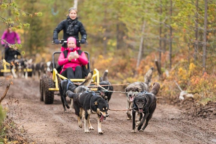 Rovaniemi Husky Cart Experience: 4km Self-Drive Autumn Forest Ride photo 2