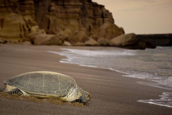 Oman Coastal Adventure: Wadi Shab, Sur & Ras al Jinz Turtle Night Walk — 2-Day Private Tour from Muscat photo 5