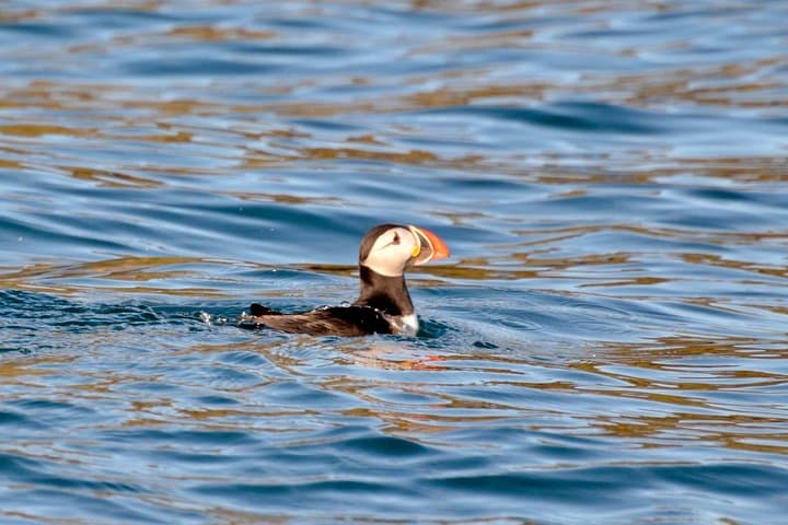 Dingle RIB Sea Safari: High-Speed Wildlife & Sea Cave Adventure photo 2