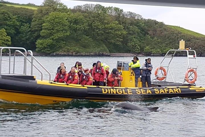 Dingle RIB Sea Safari: High-Speed Wildlife & Sea Cave Adventure photo 4
