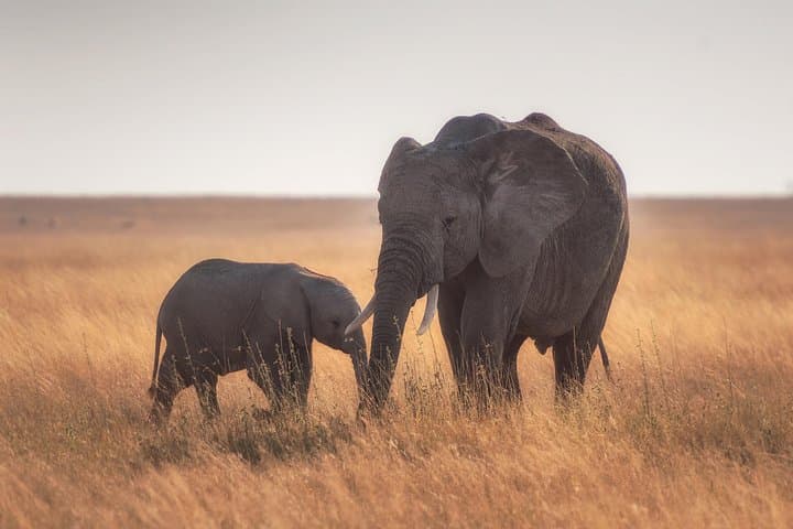 Taste of Namibia: 8-Day Classic Safari from Windhoek photo 6