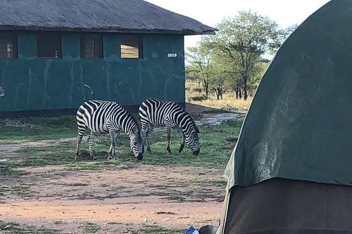 4-Day Camping Safari: Serengeti, Ngorongoro & Tarangire photo 4