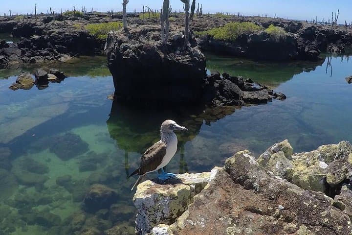 6-Day Galapagos Adventure: Snorkel Kicker Rock, Meet Giant Tortoises & Explore Twin Craters photo 2