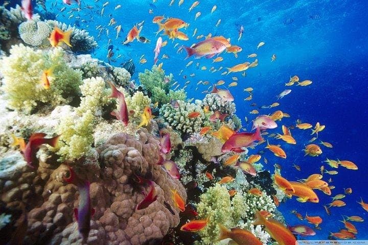 Red Sea Scuba Diving from Marsa Alam — 2-Stop Boat Trip with Lunch photo 6