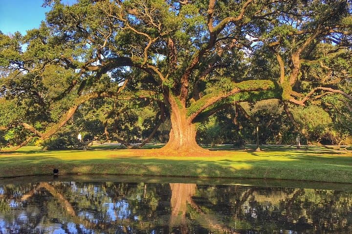 Houmas House Estate and Gardens Guided Tour — Historic Plantation Visit Near New Orleans photo 5