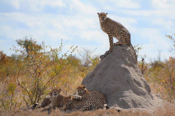 Cape Town Big 5 Safari: Malaria-Free Game Drive at a Private Reserve photo 6