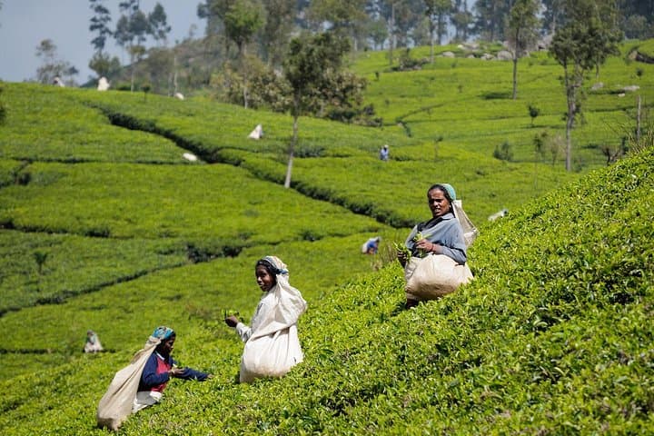 Hands-On Tea Plucking & Tea Factory Tour in Sri Lanka's Hill Country photo 3