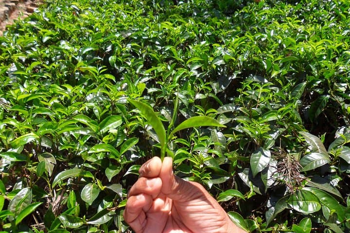 Hands-On Tea Plucking & Tea Factory Tour in Sri Lanka's Hill Country photo 4