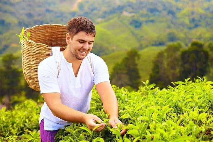 Hands-On Tea Plucking & Tea Factory Tour in Sri Lanka's Hill Country photo 2