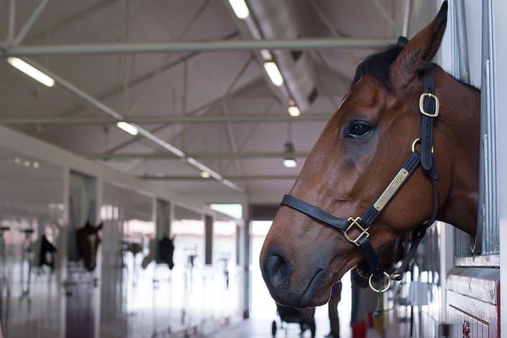 Meydan Racecourse Stable Tour & Breakfast — Racehorse Experience in Dubai photo 4
