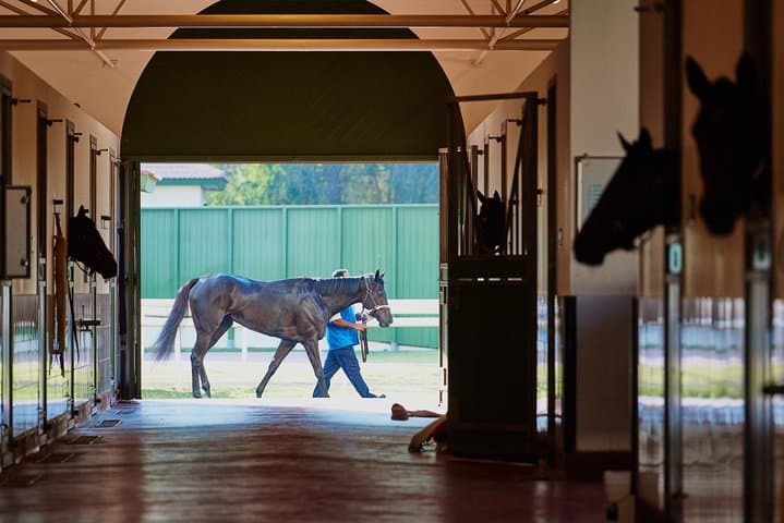 Meydan Racecourse Stable Tour & Breakfast — Racehorse Experience in Dubai photo 5