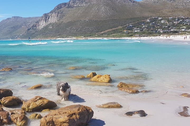 Private Penguin & Cape of Good Hope Peninsula Tour — Full-Day from Cape Town