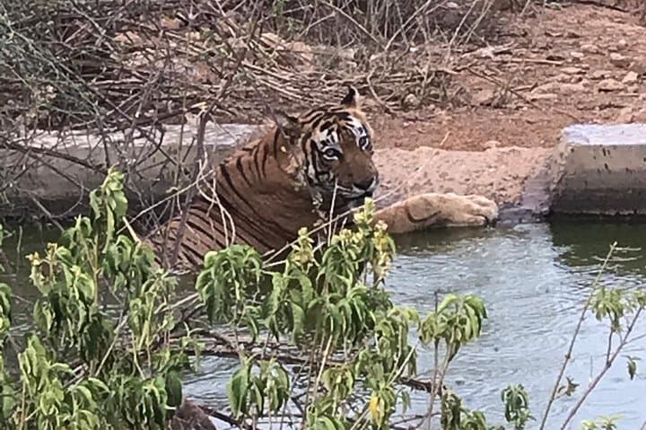 Ranthambore Private Safari from Jaipur: Overnight Gypsy Ride & Resort Stay photo 4