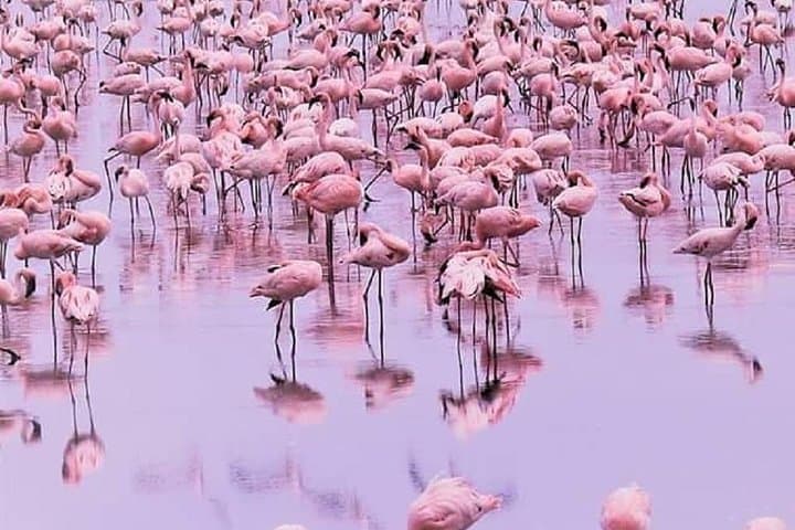 7-Day Great Migration Safari: Serengeti, Ngorongoro & Lake Natron Adventure photo 2