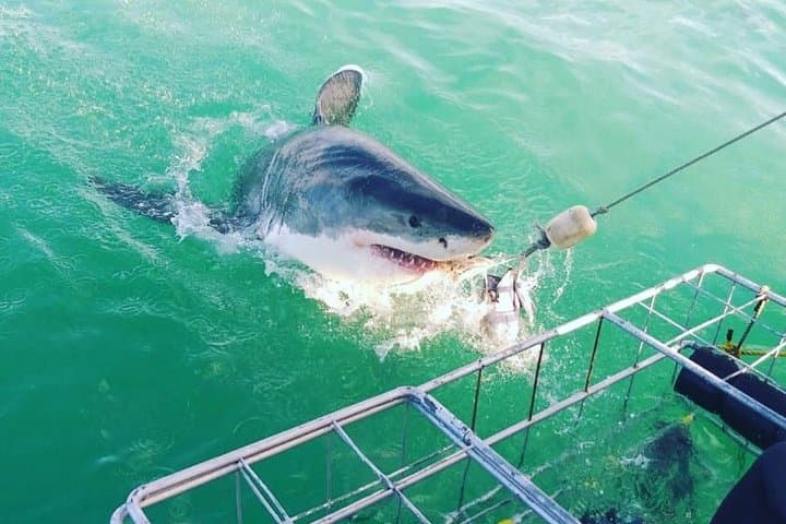 Gansbaai Shark Cage Diving: Surface-Air Options & Unlimited Cage Time