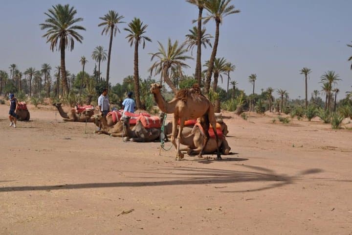 Sunset Camel Ride in Marrakech Palmeraie — One-Hour Palm Grove Experience photo 5