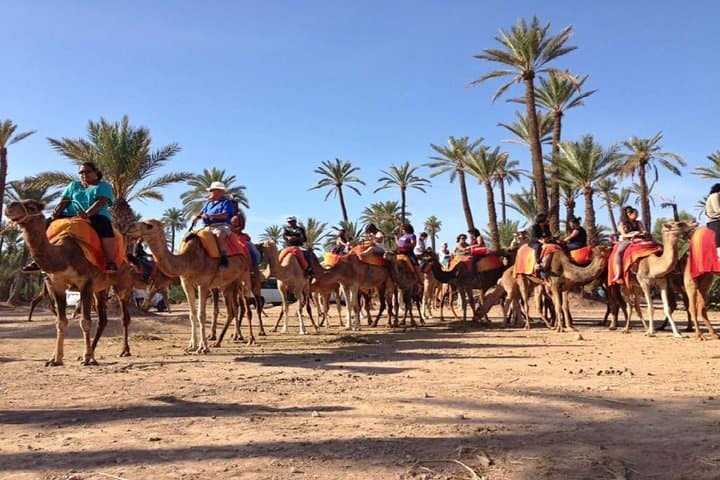 Sunset Camel Ride in Marrakech Palmeraie — One-Hour Palm Grove Experience photo 6