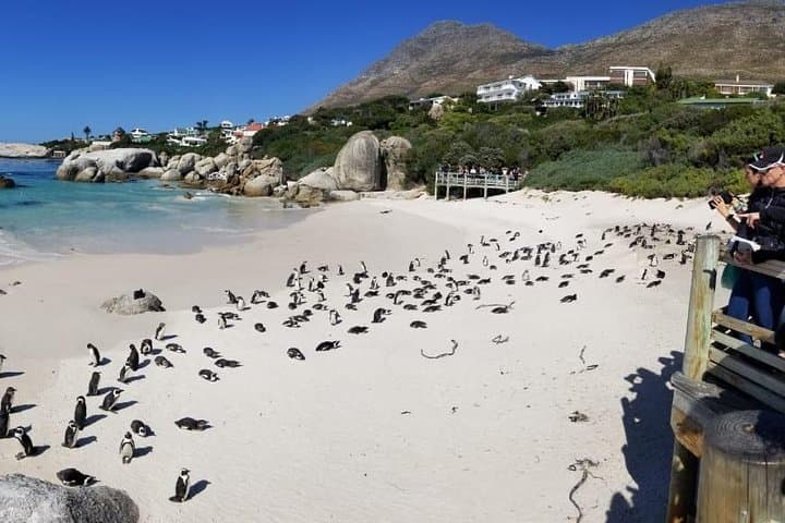 Private Penguin & Cape of Good Hope Peninsula Tour — Full-Day from Cape Town photo 4