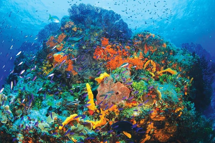Discover Scuba Diving at the Coral Reef: One-Tank Intro from El Cid Marina, Cancun