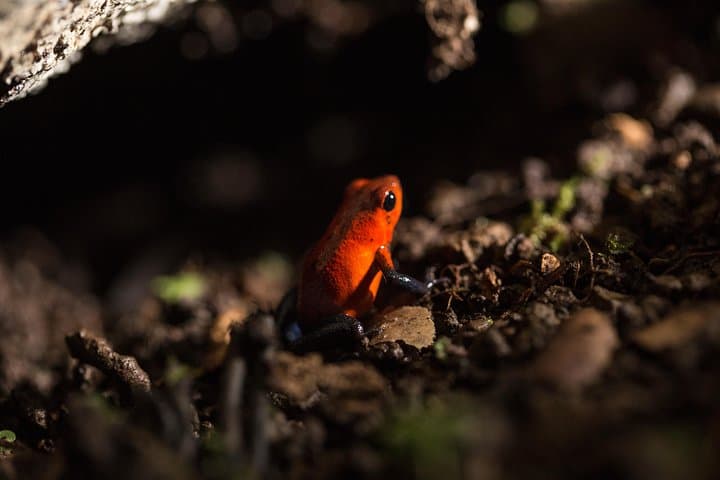Night Hike at Arenal Mundo Aventura — La Fortuna Nocturnal Wildlife Tour photo 3