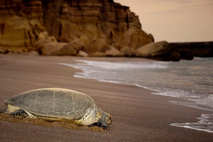 Oman in Four Days: Wadis, Forts, Wahiba Sands and Turtle Coast photo 3