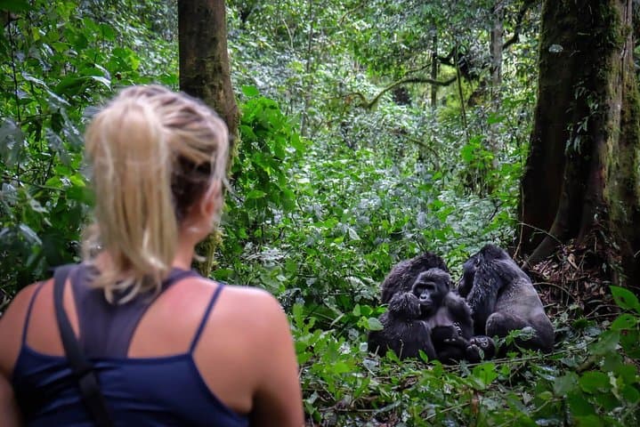 Gorilla Trekking and Kampala City Tours: 6-Day Bwindi Adventure