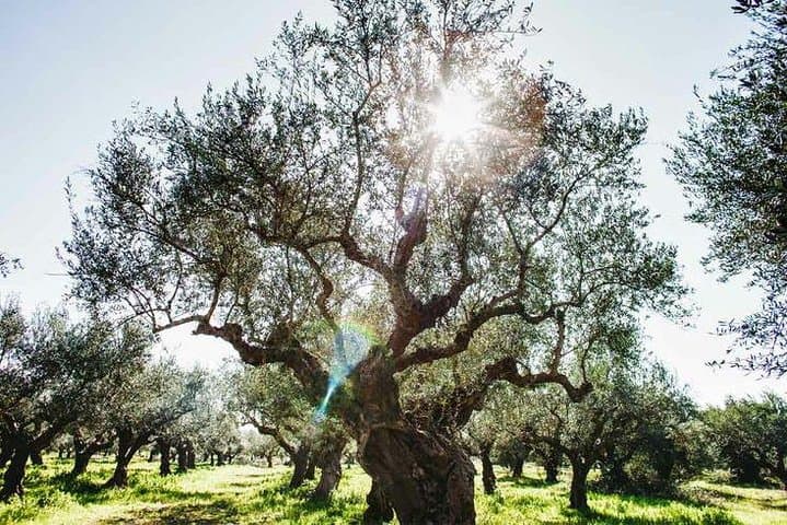 Peloponnese Olive Mill Tour & Tasting — Kalamata Grove Experience photo 3