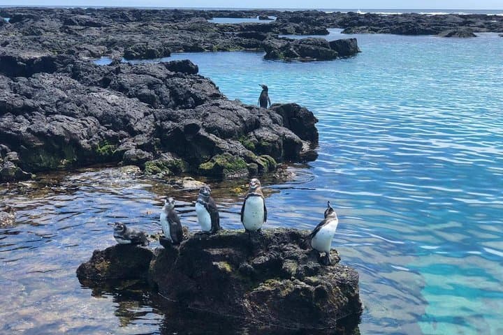 7-Day Galápagos Nature Tour — Santa Cruz & Isabela: Snorkel, Hike & Wildlife