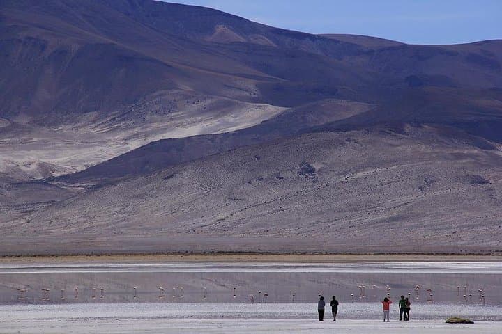 Iquique to Salar del Huasco National Park: Full-Day Altiplano Wildlife & Lagoons