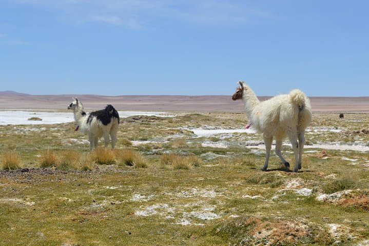 Iquique to Salar del Huasco National Park: Full-Day Altiplano Wildlife & Lagoons photo 4