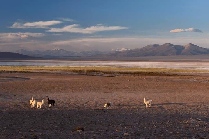 Iquique to Salar del Huasco National Park: Full-Day Altiplano Wildlife & Lagoons photo 6