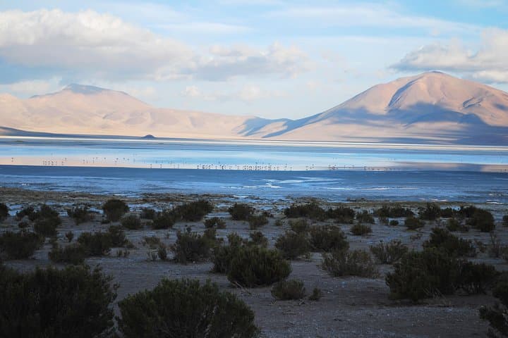 Iquique to Salar del Huasco National Park: Full-Day Altiplano Wildlife & Lagoons photo 5