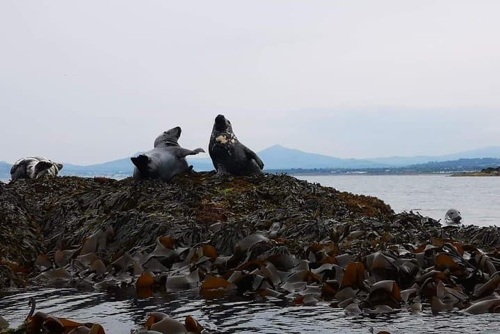 Kayak with Dalkey Island Seals: Dublin Bay Kayaking Safari from Bullock Harbour photo 3