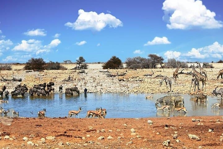 7-Day Namibia: Sossusvlei, Swakopmund & Etosha Desert and Wildlife Tour photo 3