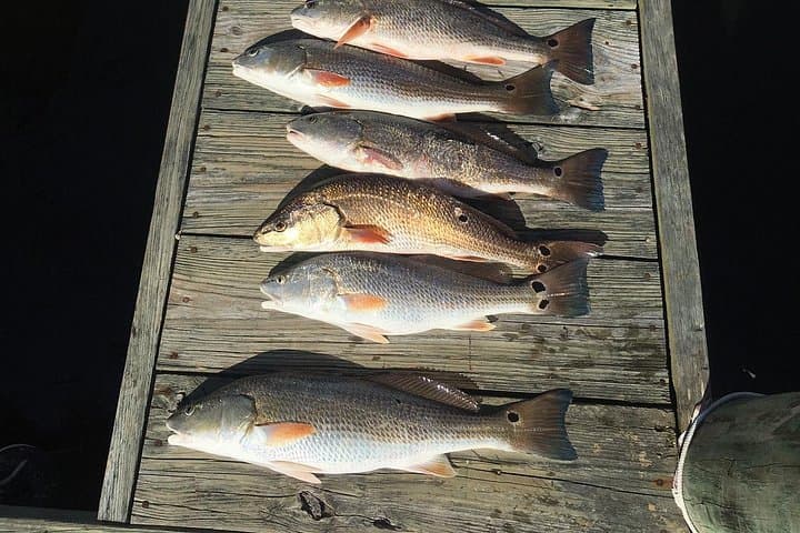 Oriental Neuse River Fishing Trips & Scenic Tours: Captain-Led Charters in Eastern North Carolina photo 4