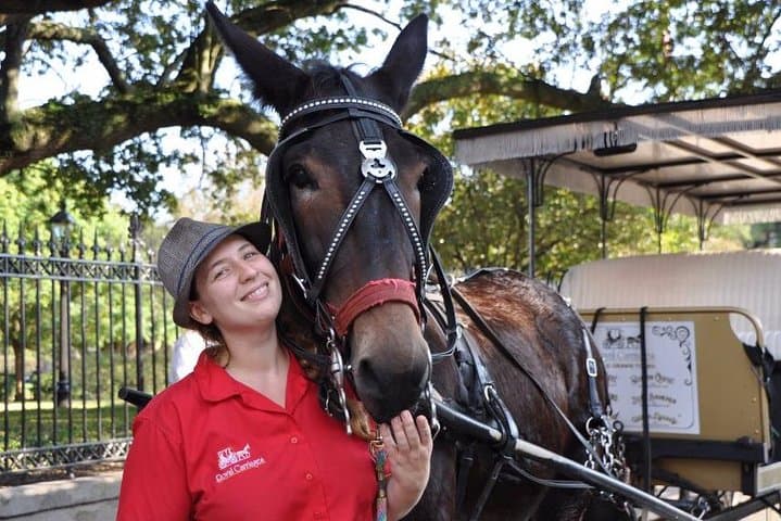Mule-Drawn Carriage Ride Through New Orleans’ French Quarter photo 3