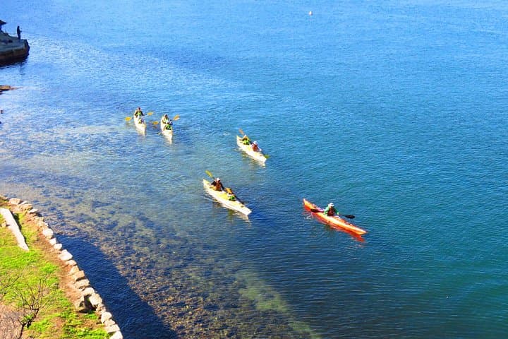 Middle Harbour Eco Kayak Tour — Guided Sea Kayaking from Spit Bridge photo 2