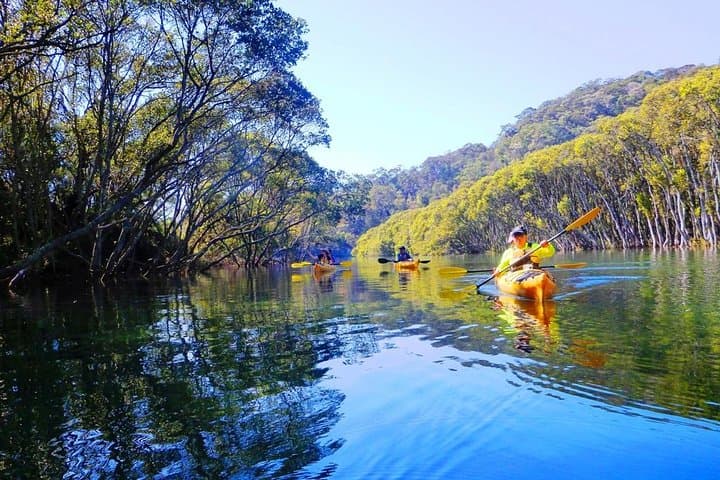 Middle Harbour Eco Kayak Tour — Guided Sea Kayaking from Spit Bridge photo 3