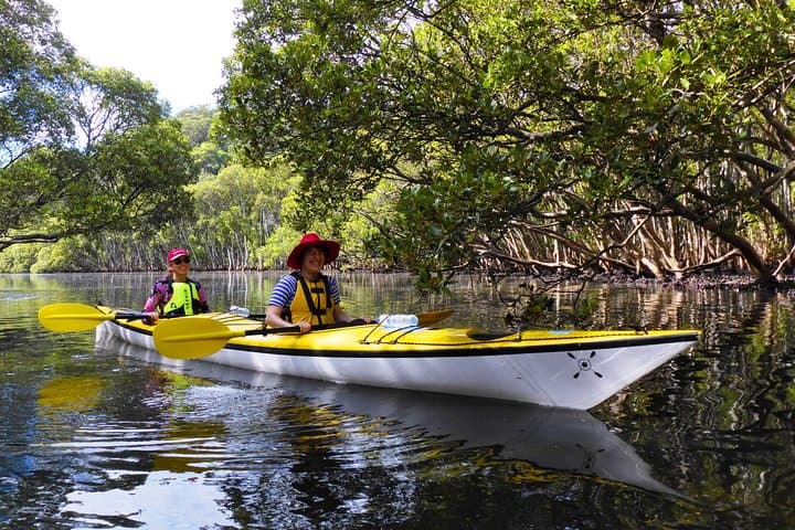Middle Harbour Eco Kayak Tour — Guided Sea Kayaking from Spit Bridge photo 6