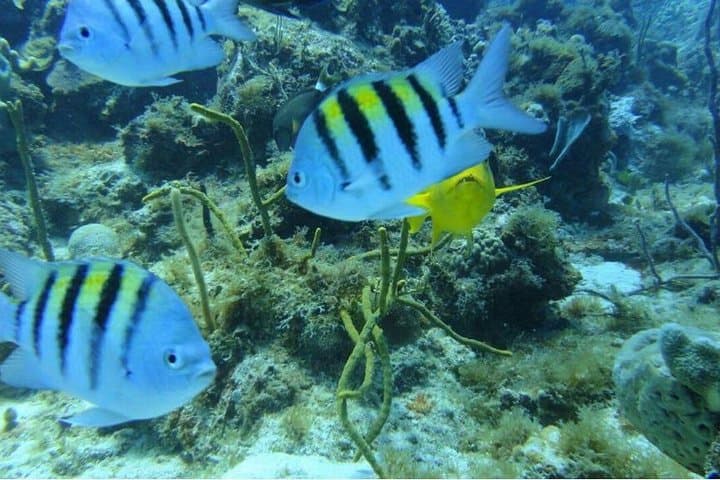 Catalina Island Snorkeling Day Trip from La Romana — Best Reef Snorkel & Beach photo 5