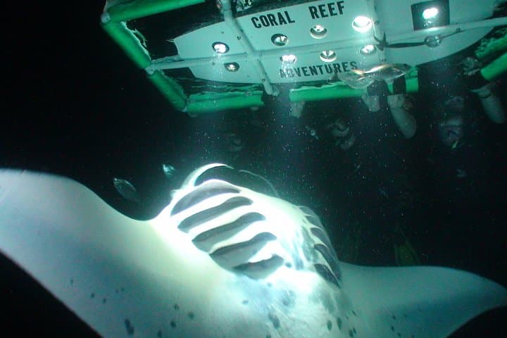 Kona Manta Ray Night Snorkel — Small-Boat Night Dive from Honokohau Harbor photo 2