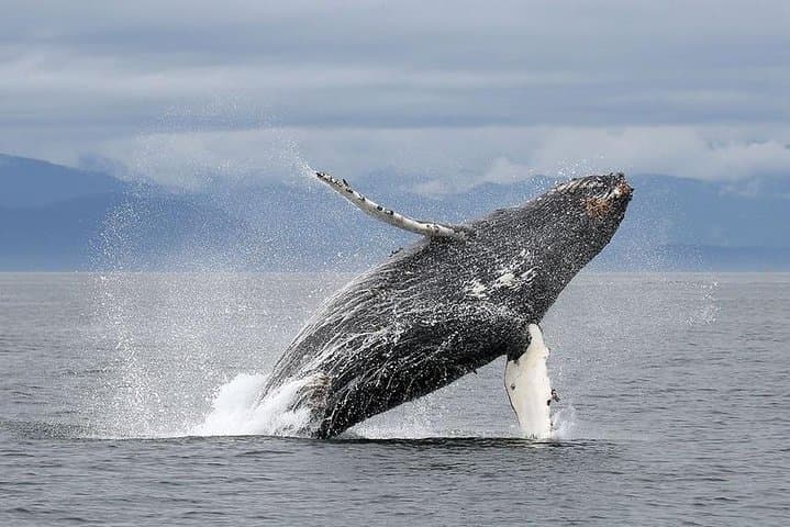 Ultimate Victoria Experience: Butchart Gardens, City Sights & Whale Watching photo 2
