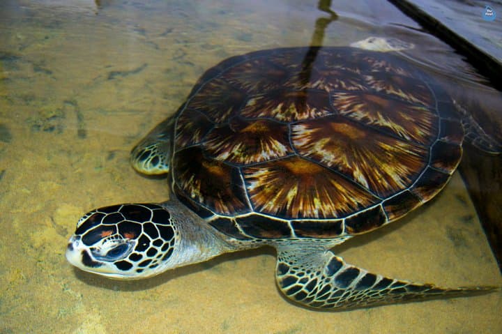 Galle Day Tour: Boat Safari, Stilt Fishing, Sea Turtles & Moonstone Mine photo 4